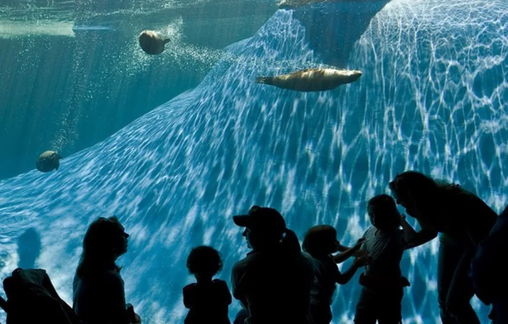 Melbourne Zoo Wild Sea Exhibits Seals Swimming